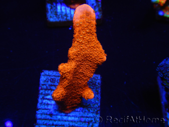 WYSIWYG Montipora Red with Red Tips 1P3