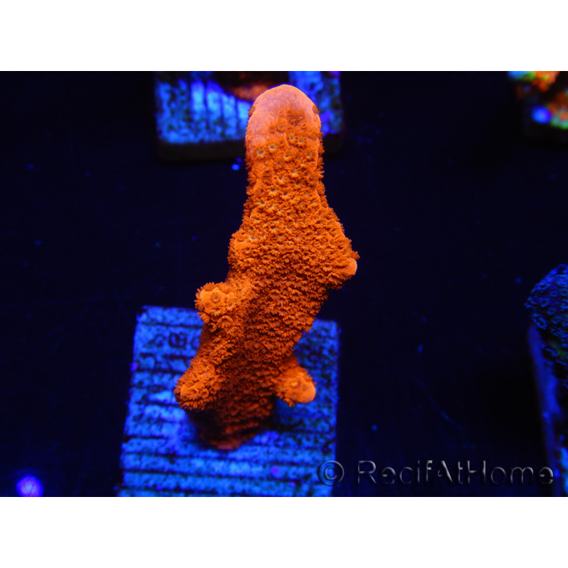 WYSIWYG Montipora Red with Red Tips 1P3