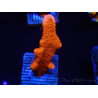 WYSIWYG Montipora roja crece roja 1P3