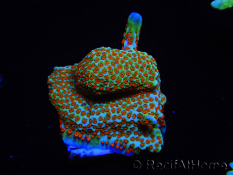 WYSIWYG Montipora Fire Forest 1Q1