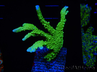 WYSIWYG Montipora stellata 1S3