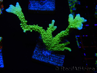 WYSIWYG Montipora stellata 1S4