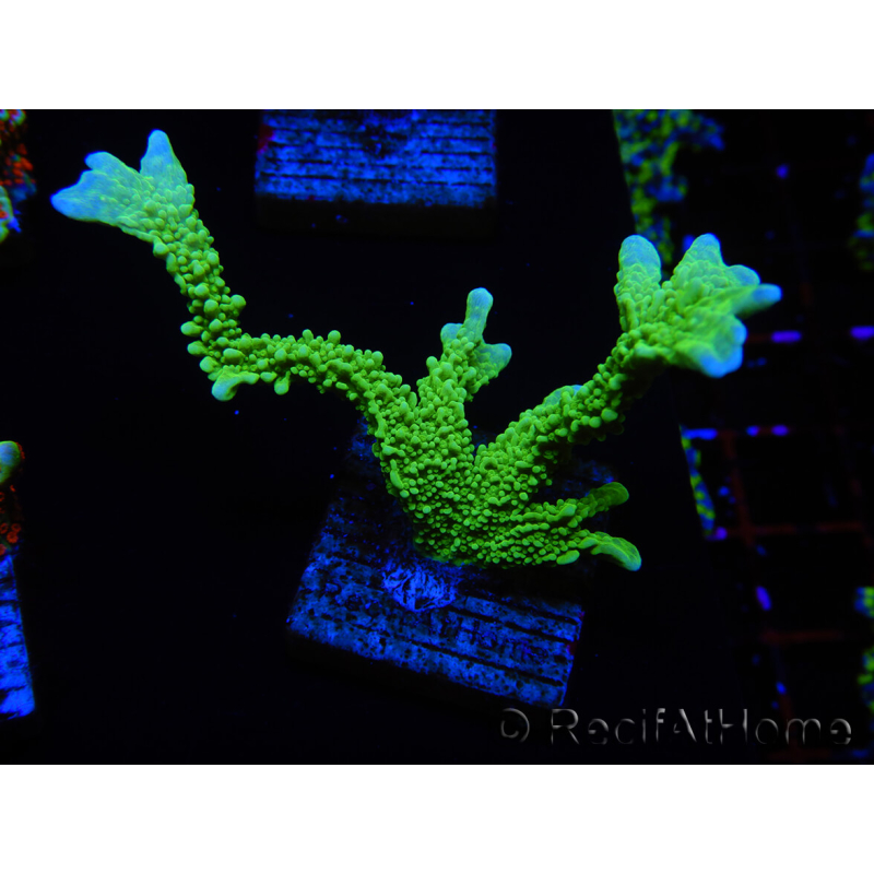 WYSIWYG Montipora stellata 1S4