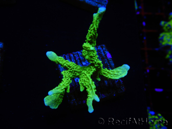 WYSIWYG Montipora stellata 1S5