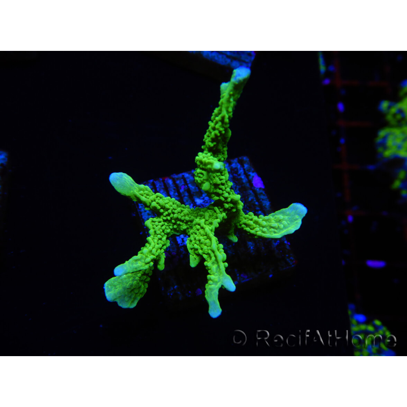 WYSIWYG Montipora stellata 1S5