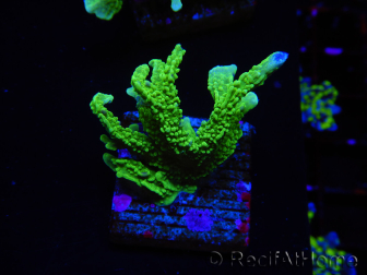 WYSIWYG Montipora stellata 1S6