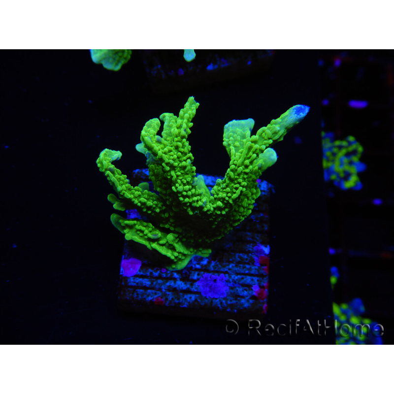 WYSIWYG Montipora stellata 1S6