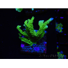 WYSIWYG Montipora stellata 1S6