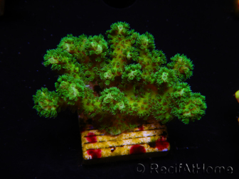 WYSIWYG Pocillopora damicormis amarillo verde 1B3