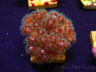 WYSIWYG Pocillopora damicornis pink 1C1