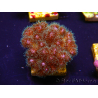 WYSIWYG Pocillopora damicornis pink 1C1