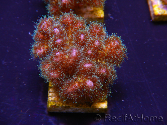 WYSIWYG Pocillopora damicornis pink 1C4