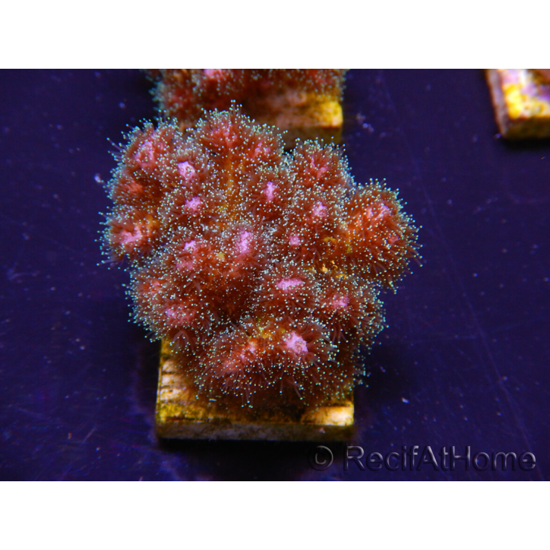 WYSIWYG Pocillopora damicornis pink 1C4