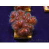 WYSIWYG Pocillopora damicornis pink 1C4