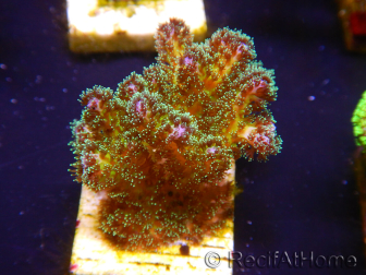 WYSIWYG Pocillopora damicormis Gold insane 1D1