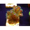 WYSIWYG Pocillopora damicormis Gold insane 1D1