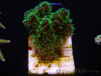 WYSIWYG Pocillopora damicornis tricolor 1E1