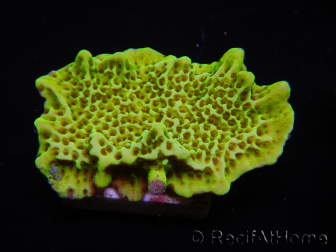 WYSIWYG Montipora confusa 1E6