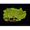 WYSIWYG Montipora confusa 1E6