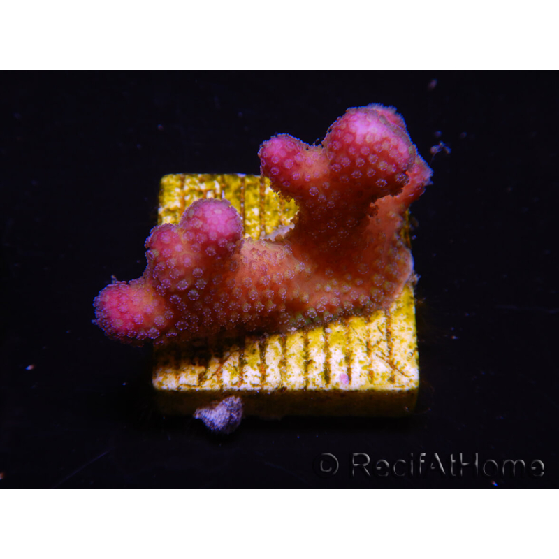 WYSIWYG Stylophora pistillata Pink 1F1