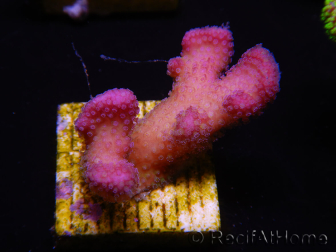 WYSIWYG Stylophora pistillata Pink 1F2