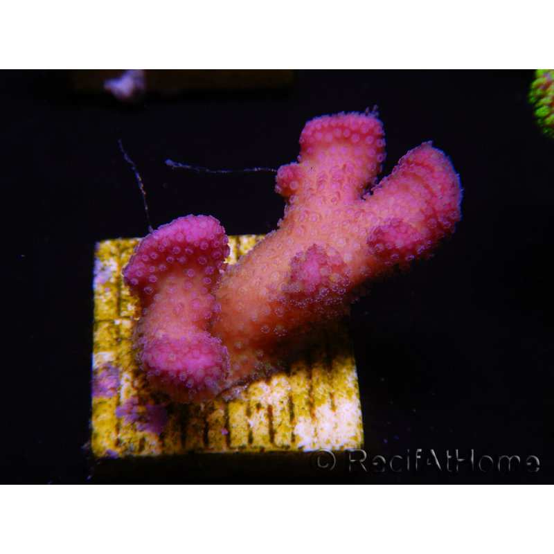 WYSIWYG Stylophora pistillata Pink 1F2