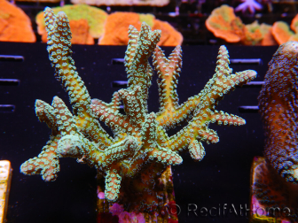 WYSIWYG Seriatopora caliendrum Hybrid (Uccello del paradiso-Neon) 1F5