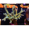 WYSIWYG Seriatopora caliendrum Hybrid (Uccello del paradiso-Neon) 1F5