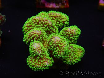 WYSIWYG Stylophora Rosa polipi verde fluorescente 1H1