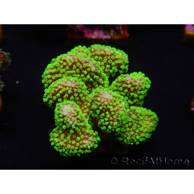 WYSIWYG Stylophora Rose fluorescent green polyps 1H1