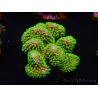 WYSIWYG Stylophora Rose fluorescent green polyps 1H1