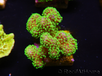 WYSIWYG Stylophora Rosa pólipos verde fluorescente 1H2