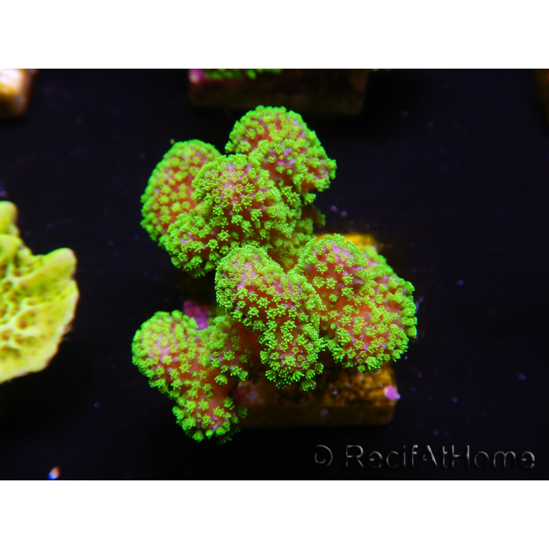 WYSIWYG Stylophora Rose polypes vert fluo 1H2