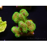 WYSIWYG Stylophora Rose polypes vert fluo 1H2