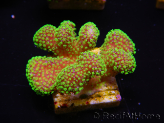 WYSIWYG Stylophora Rosa polipi verde fluorescente 1H3