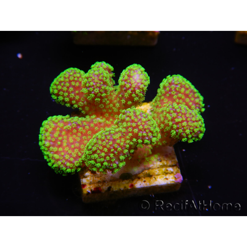 WYSIWYG Stylophora Rosa polipi verde fluorescente 1H3