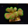 WYSIWYG Stylophora Rosa polipi verde fluorescente 1H3