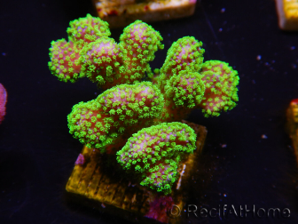 WYSIWYG Stylophora Rosa polipi verde fluorescente 1H4