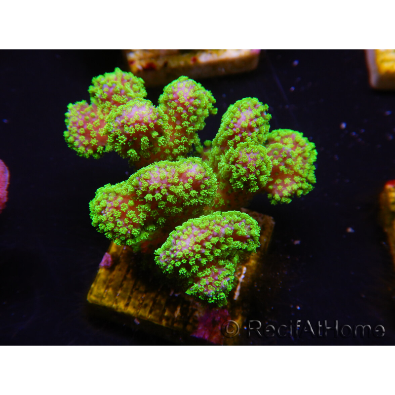 WYSIWYG Stylophora Rose fluorescent green polyps 1H4