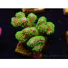 WYSIWYG Stylophora Rose fluorescent green polyps 1H4