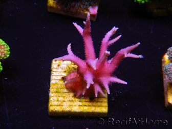 WYSIWYG Seriatopora histrix pink 1J1