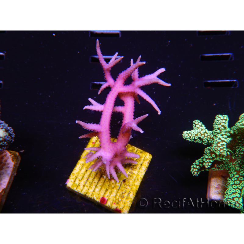 WYSIWYG Seriatopora histrix pink 1J3