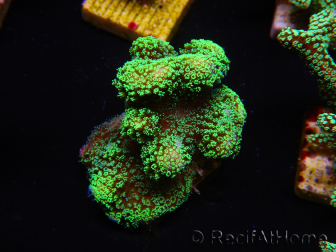 WYSIWYG Stylophora Green Fluo 1K1