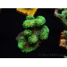 WYSIWYG Stylophora Green Fluo 1K1