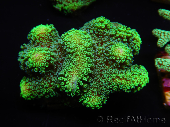 WYSIWYG Stylophora Green Fluorescent 1K3