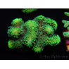 WYSIWYG Stylophora Green Fluorescent 1K3