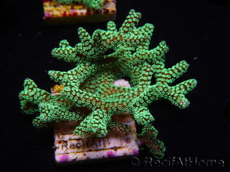 WYSIWYG Seriatopora caliendrum Electric Green 1L4