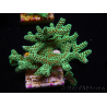 WYSIWYG Seriatopora caliendrum Electric Green 1L4