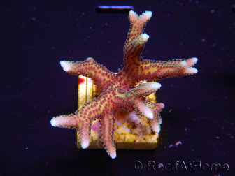 WYSIWYG Seriatopora caliendrum Pink 1M2