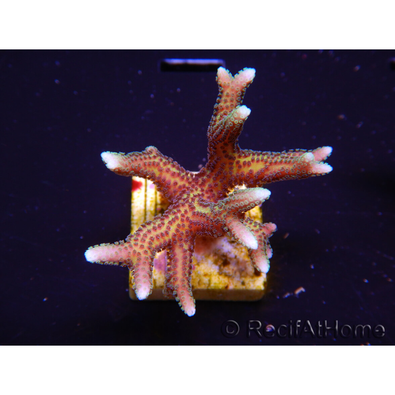 WYSIWYG Seriatopora caliendrum Pink 1M2